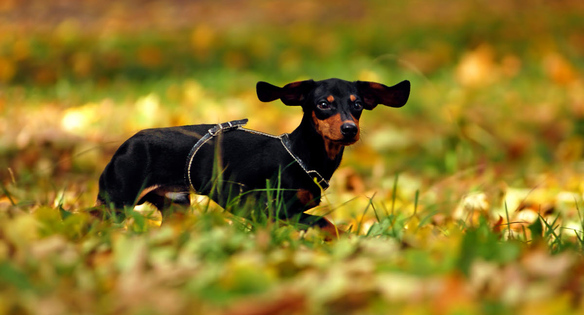 Etablering lancering appel Hundeforsikring – God dækning & mulighed for rabat – Se din pris! - Agria  Dyreforsikring