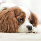 Hunde kan også rammes af Addison sygdom