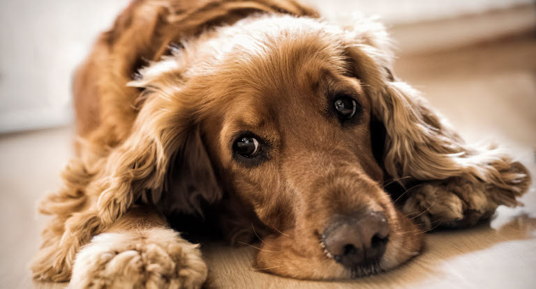 Hund er syg med mave-tarm-problem