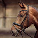 En hest i en ridehal