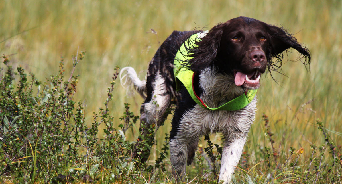 Red hunden hvis i jagtulykke - Dyreforsikring