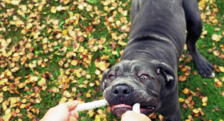 Opkastning er ofte på, at hunden har slugt en fremmed genstand - Dyreforsikring