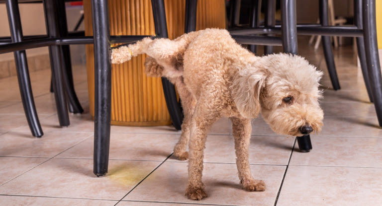 Han hund, der tisser indenfor