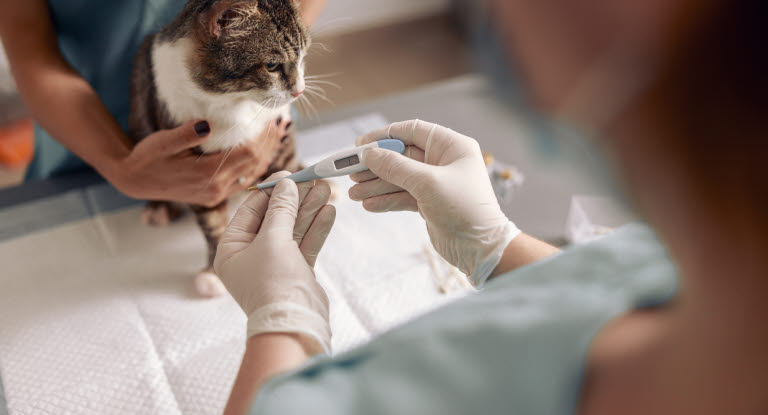 Veterinär tar tempen på en katt för att se om den har feber.
