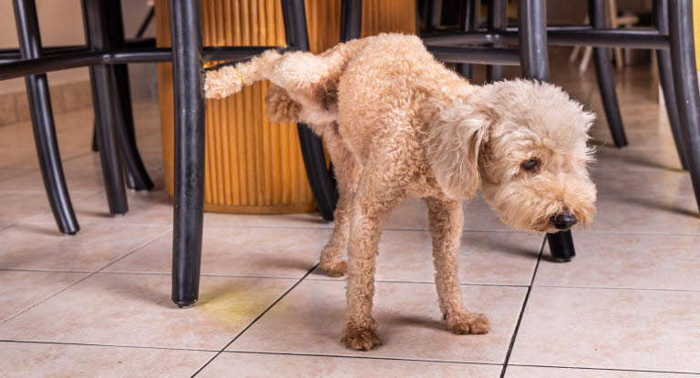 Han hund, der tisser indenfor