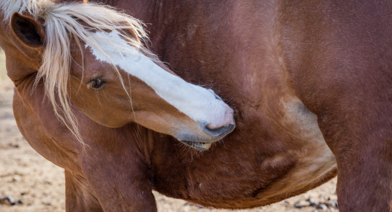 En hest klør sig, da den har lus