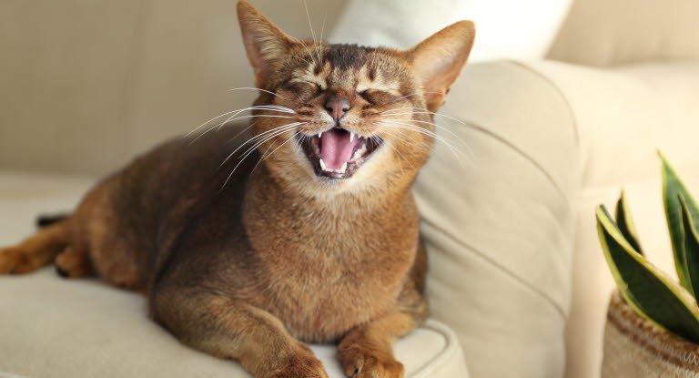 Kat ligger på en sofa