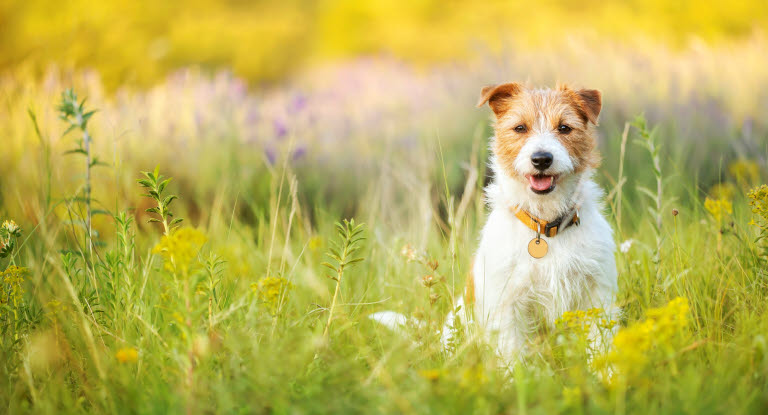 Hanhund sidder udenfor på en sommermark