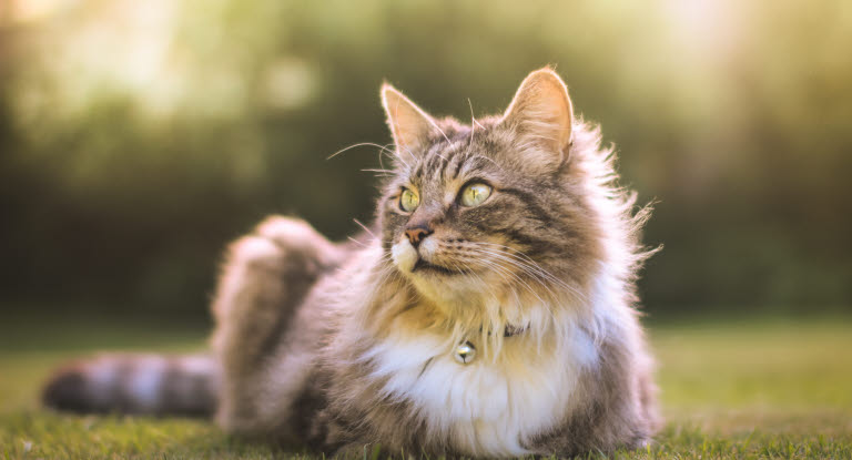 Udekatte kan få orm og have behov for ormekur