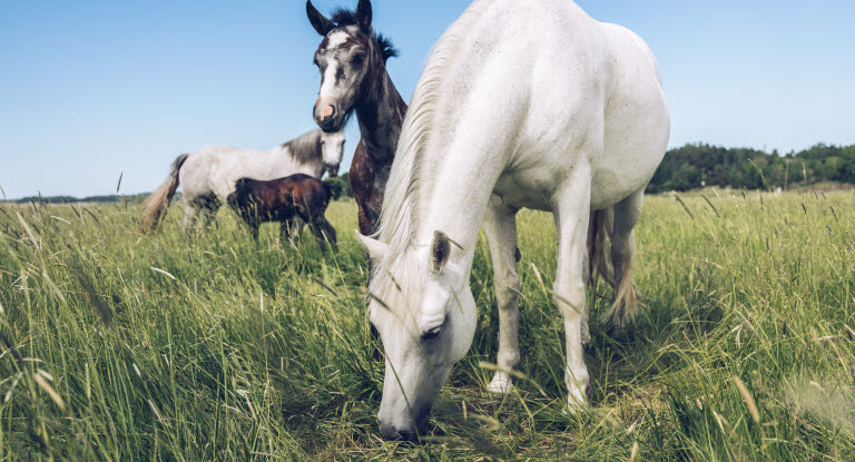 Hest er på fold med et føl