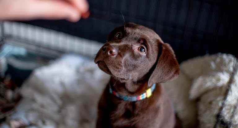 Hund kigger på godbid
