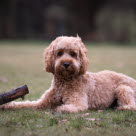 Stor hund med artros.