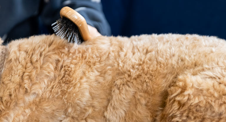 Golden doodle bliver redt