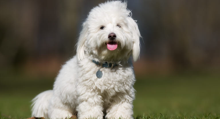 Coton de tulear, også kaldet en bomuldshund, sidder på en græsplæne