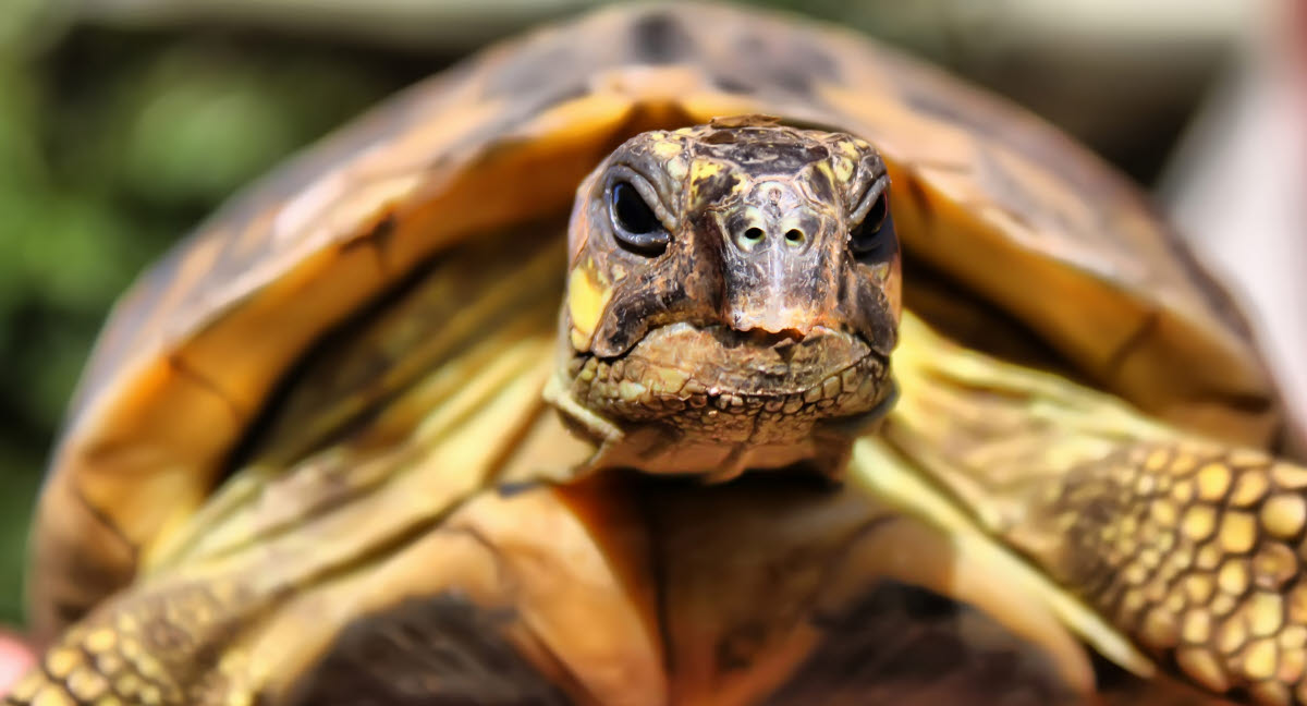 Derbeville test Trofast Bagvaskelse Terrarie og omgivelser for æskeskildpadder - Agria Dyreforsikring