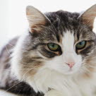 Kat tæt på med giftstruma