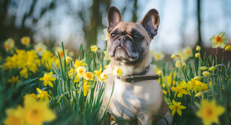 Fransk bulldog på mark med blomster