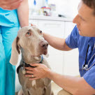 Dyrlæge undersøger hund for egeprocessionslarven