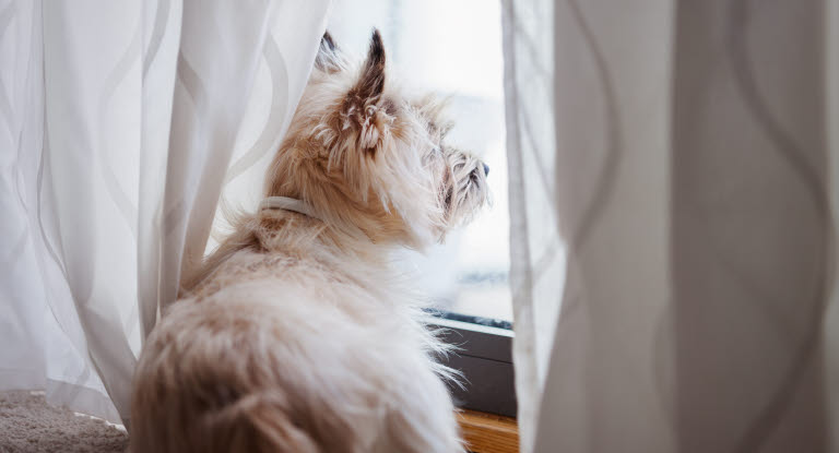 Hund kigger ud af vindue