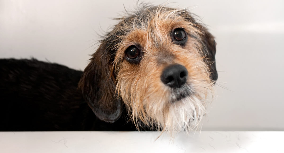 uddanne Lyn tæerne Stressede hunde - Lær hvad der kan gøre din hund stresset her - Agria Dyreforsikring uddanne Lyn tæerne Stressede hunde - Lær hvad der kan gøre din hund stresset her - Agria Dyreforsikring