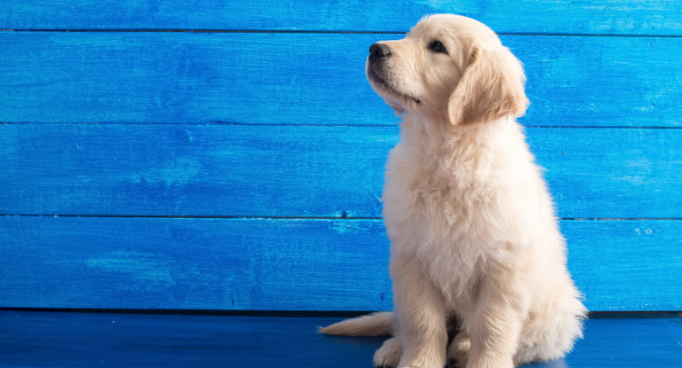 Golden  retriever hvalp sidder foran en blå væg