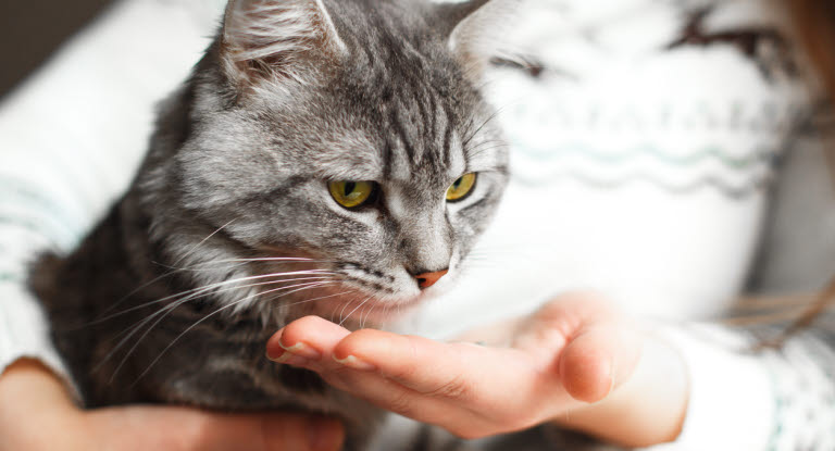 Kat får kortisontablet af sin ejer.