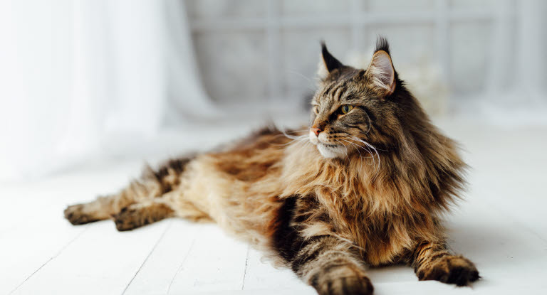 Kat som ligger på gulvet