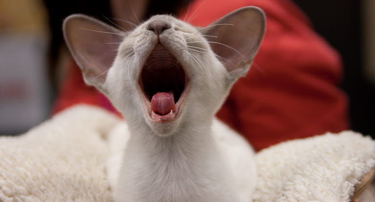 Nedrustning dyr Kejserlig Lær tegn på sygdom i kattens mund - Vi har samlet en liste her - Agria  Dyreforsikring