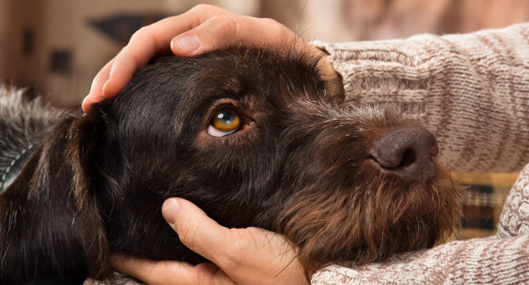 Pas godt din gamle hund og hold øje med disse sygdomme - Agria Dyreforsikring