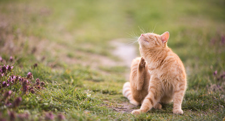 Vilde katte sommerhusområder overlever ikke - Læs her Dyreforsikring
