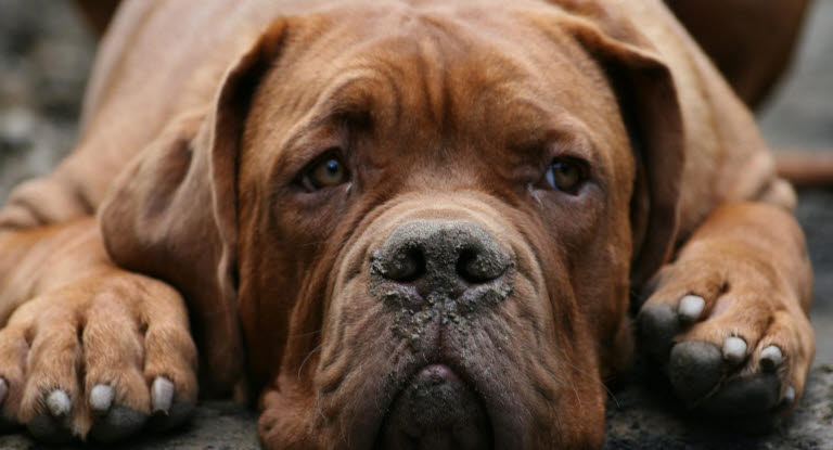 Hunde kan også få forhudsbetændelse