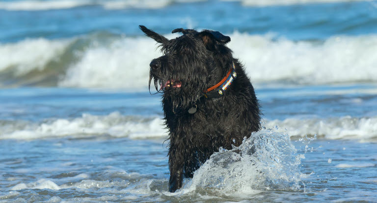 Løs hund på stranden bader i havet