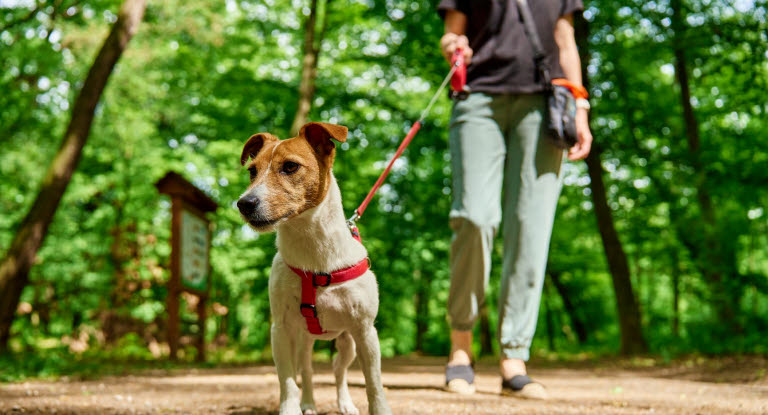 Kvinde og hund går tur i skov