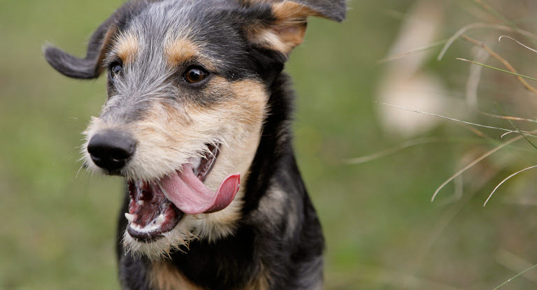 investering elektropositive muskel Når noget sætter sig fast i hundens mund - Agria Dyreforsikring