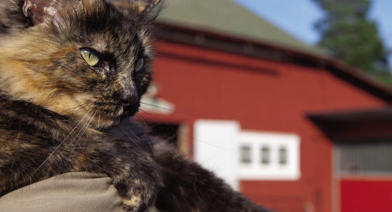 Neutralisering af katte - Se de 3 mest almindelige her - Agria Dyreforsikring