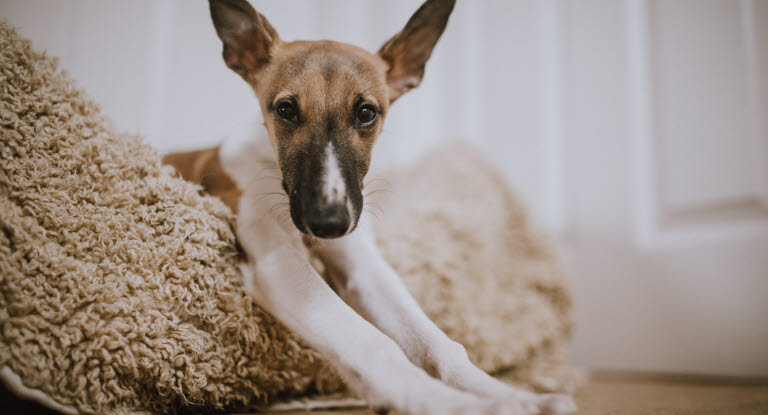 Få styr på hvad det koster at have hund