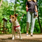 Kvinde og hund går tur i skov