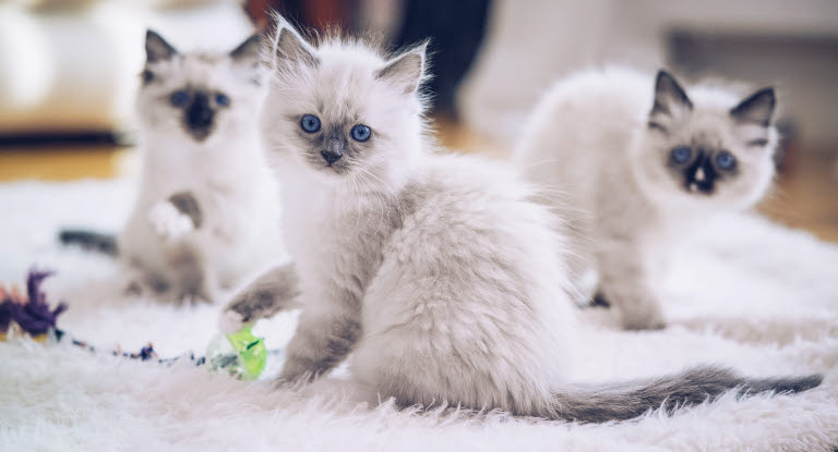 Ragdoll kattungar som leker tillsammans.