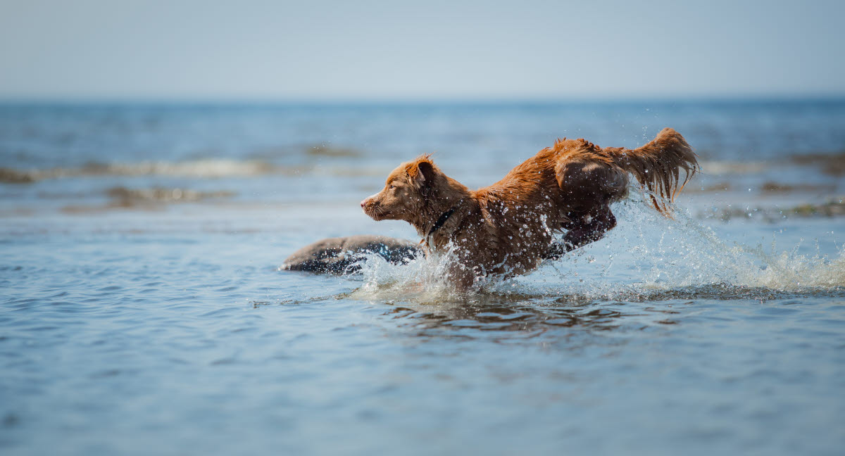 Hot spot - en smertefuld lidelse for din hund Læs den - Agria Dyreforsikring