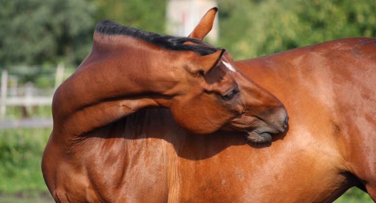 Hest klør sig efter myggestik som kan give vestnilfeber