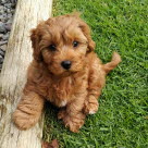 Cavapoo hvalp sidder udenfor i græs