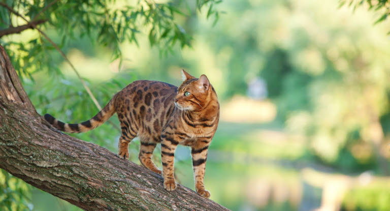 En bengal-kat i et træ