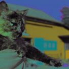 Almindelige katten - Dyreforsikring