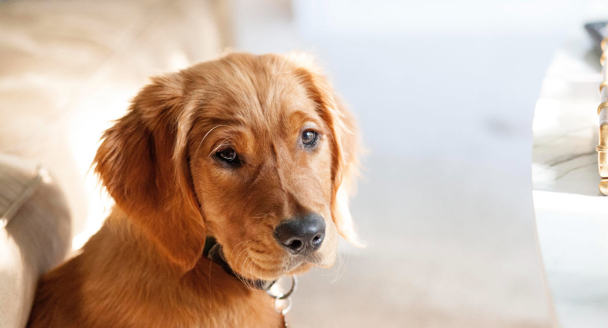 Hvilken hund skal jeg vælge - Få hjælp til beslutningen her -