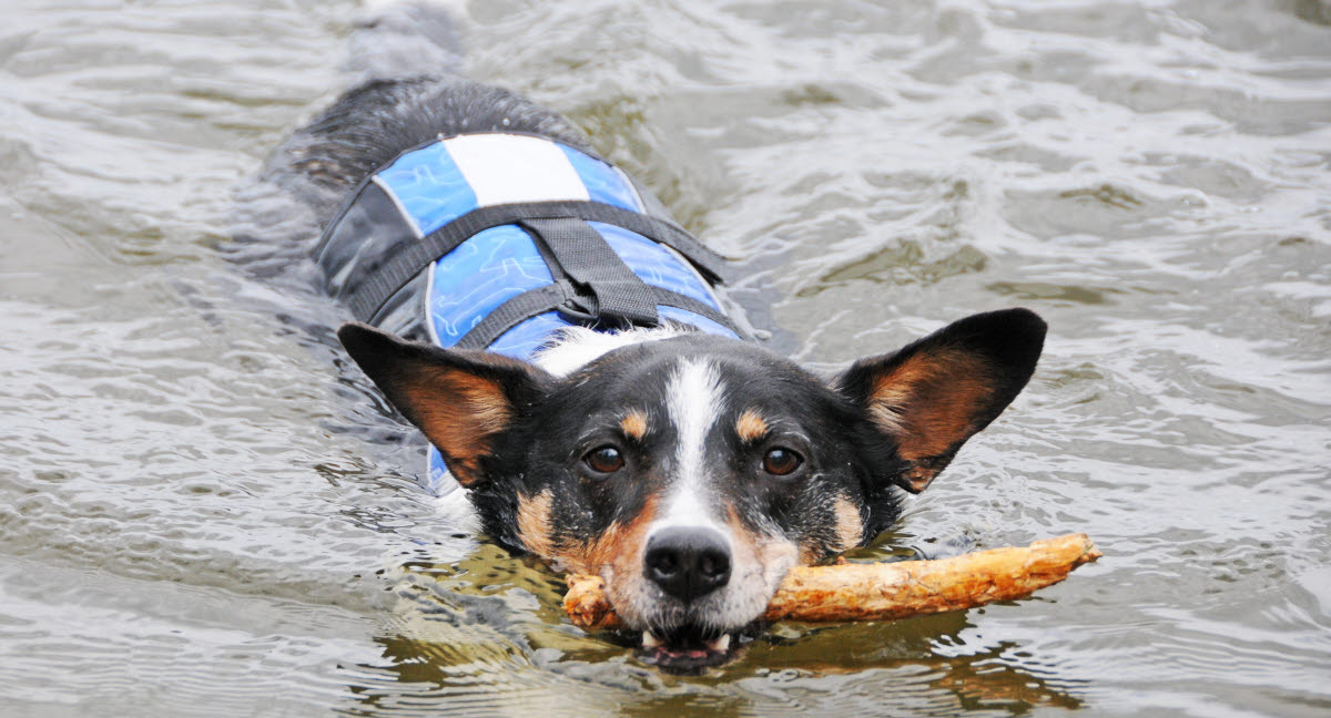 Liste over giftige ting for hunde Se hvad din hund ikke kan tåle her - Agria Dyreforsikring