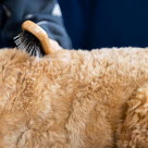 Golden doodle bliver redt