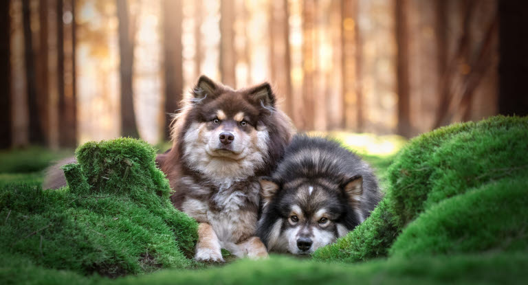 Finske lapphunde ligger i en skov
