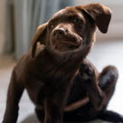 Hunde der klør sig kan have fået rovmider