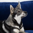 Agria Dyreforsikring ny hovedsponsor for Spidshundeklubben