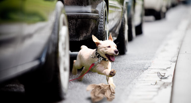 papir Kostume Overlevelse Førstehjælp til din hund - Får styr på hvordan du gør her - Agria  Dyreforsikring